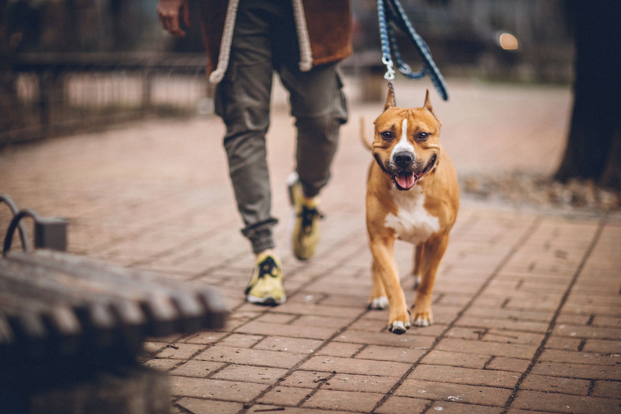 Pet boarding vs. pet sitting: Which is right for your dog?