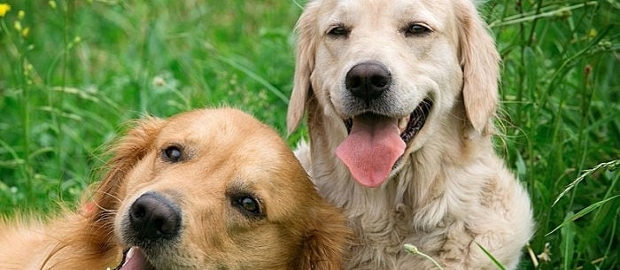 Allergic to Dogs? 20 Tips to Help You Feel Better