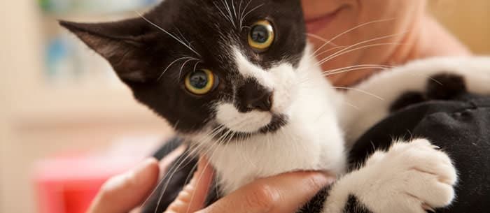 Keeping Your Cat Healthy: All About Caring for Your Pet
