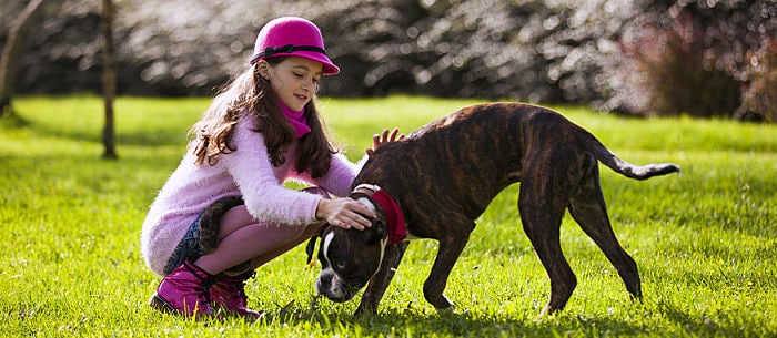 7 of the Best Guard Dogs for Families