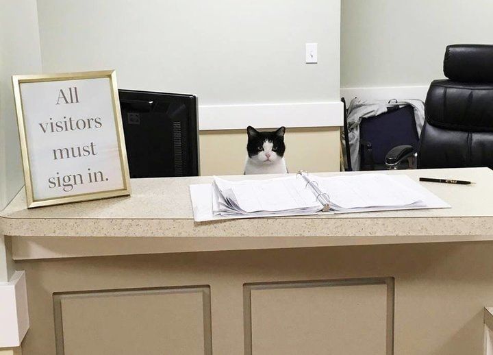The Best ‘Employee’ at This Nursing Home Is Oreo the Cat