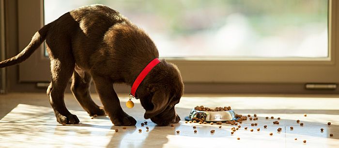 10 Must-Dos When You Have a Diabetic Dog