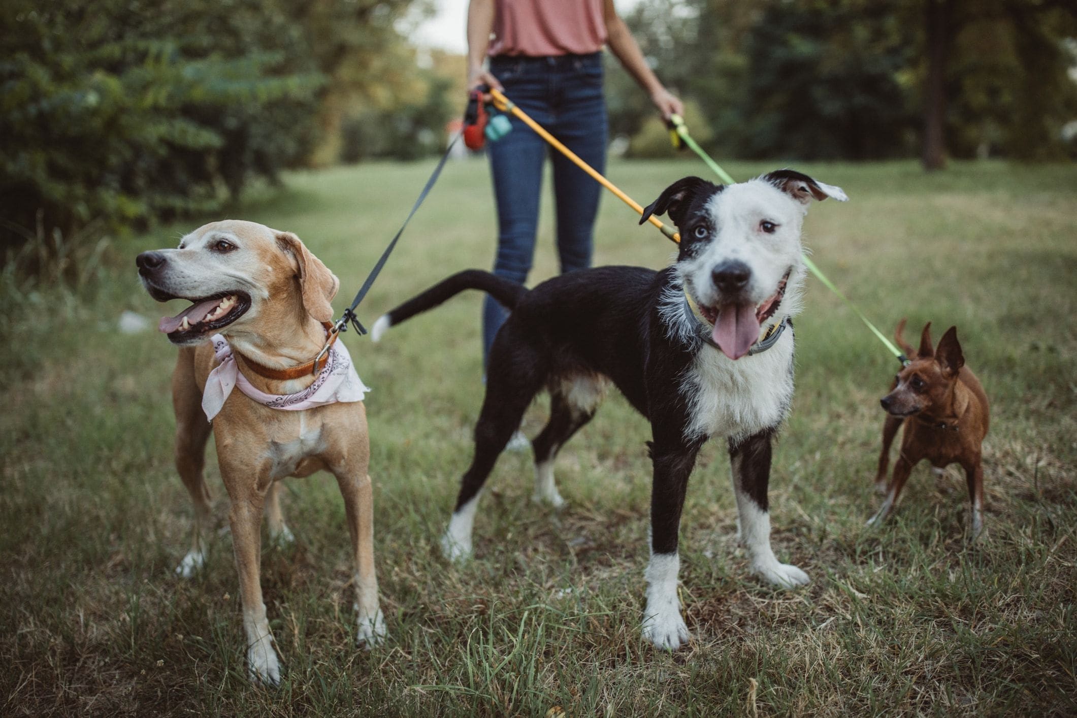 Beyond dog walking: 8 pet care services you can ask your dog walker to do