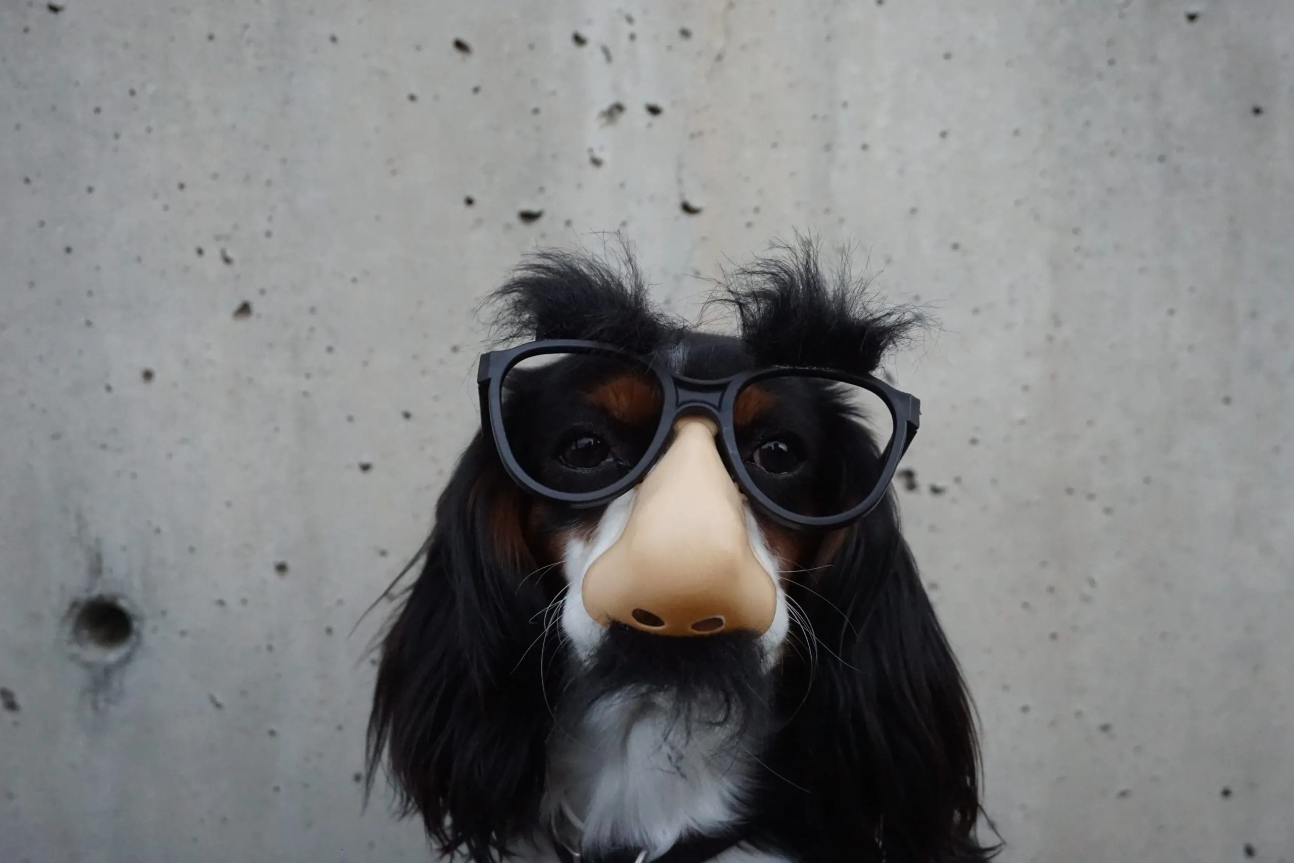 time for homework 40 funny dog jokes for kids of all ages