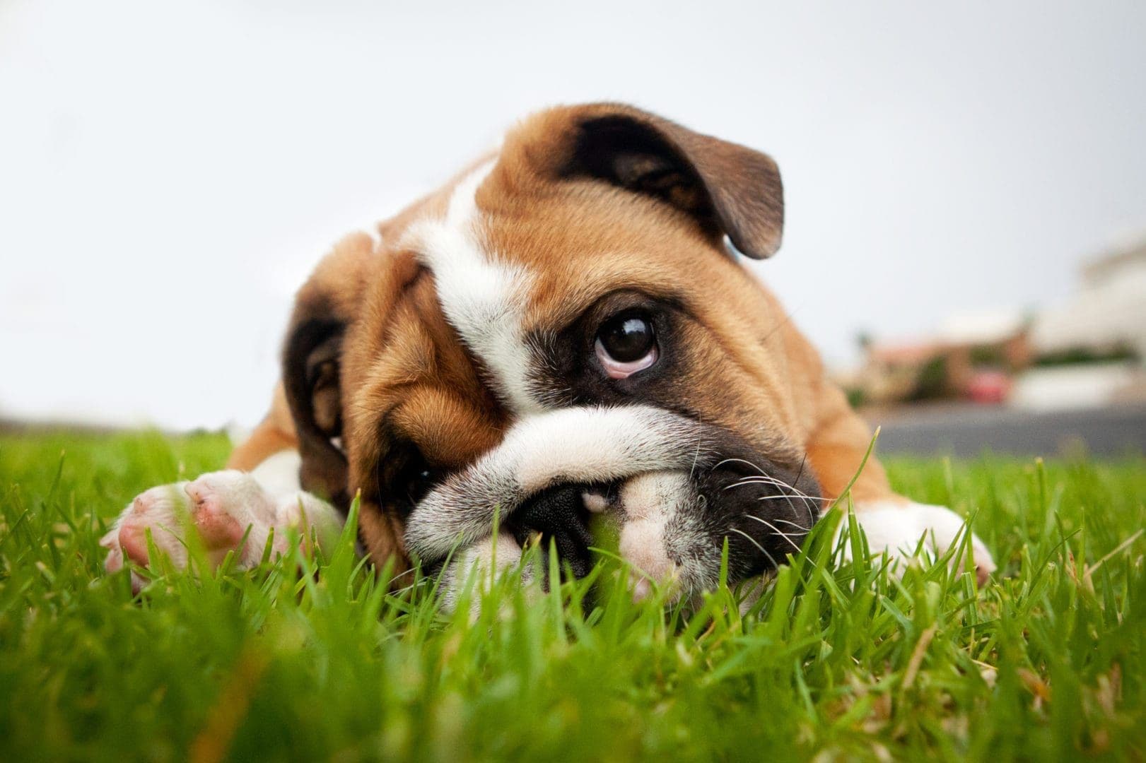 Worms in dogs: What are the types, symptoms and treatments