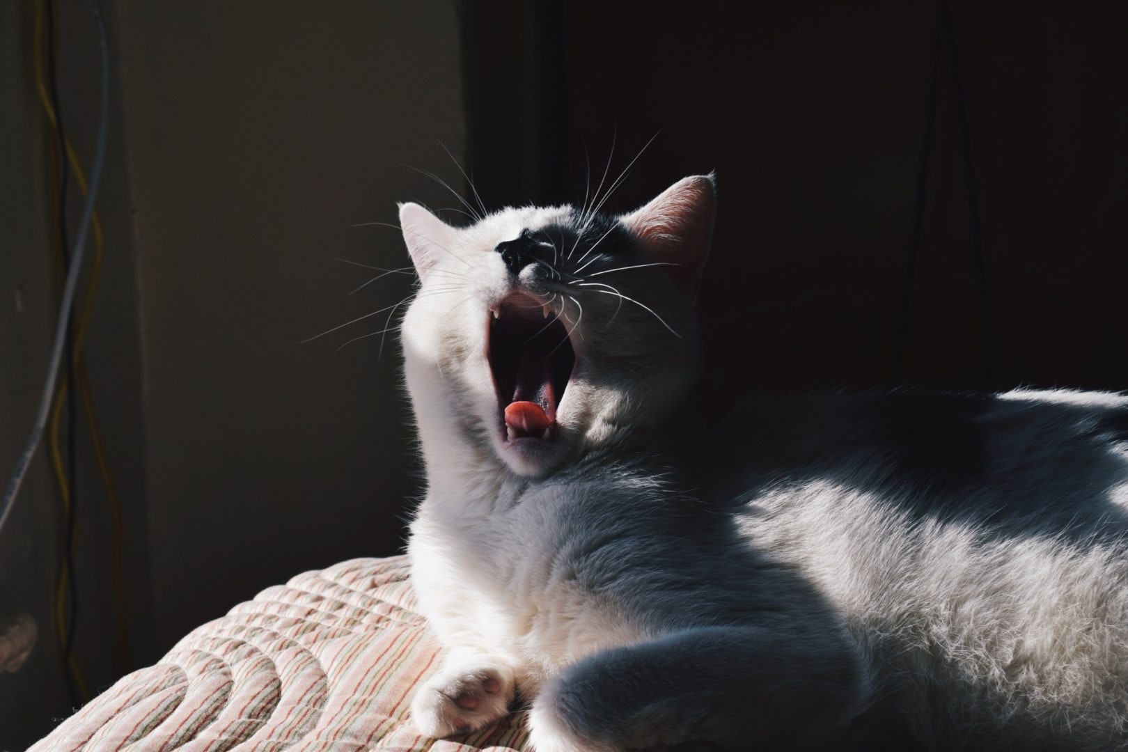 Cat Sneezing: Everything You Need to Know