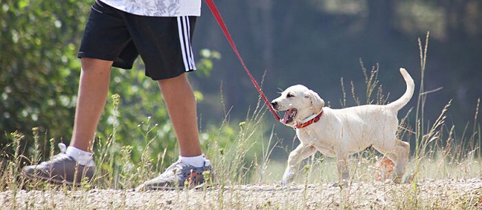 The Ultimate Dog Bucket List: 21 Things to Do With Your Best Friend