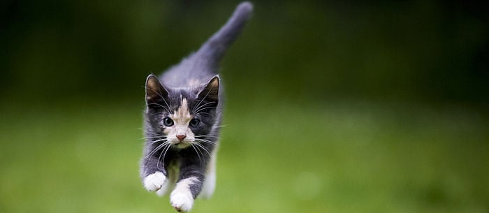 7 Amazing Cat Tricks
