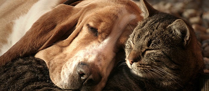 Dogs vs. Cats: Which Is Right for You and Your Family?