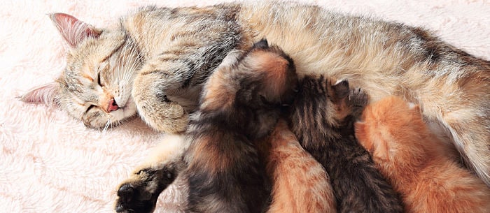 Cat birth: How to help your cat throughout the process