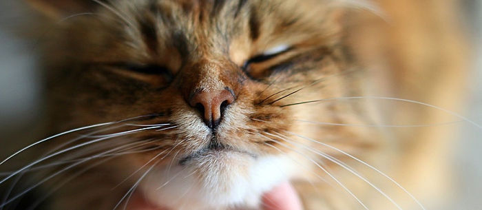 Cat Acne: Everything You Need to Know About Feline Breakouts