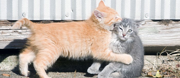 Cat Love Bites: A Unique Form of Communication