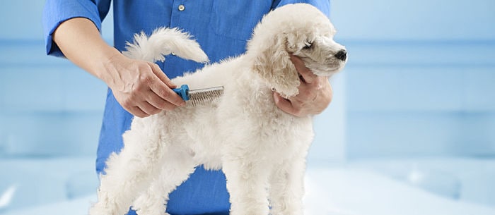 Dog Losing Hair? The Possible Causes and What to Do Next