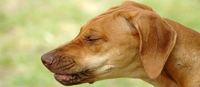 What is reverse sneezing in dogs?