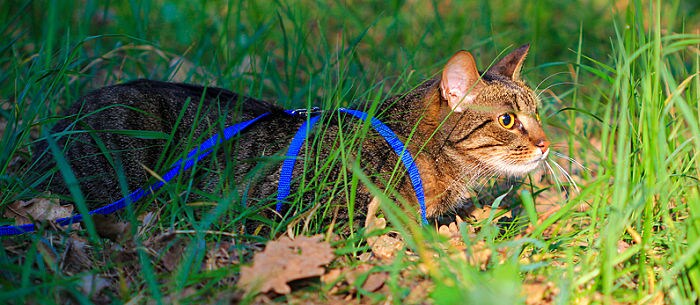 How Smart Are Cats?