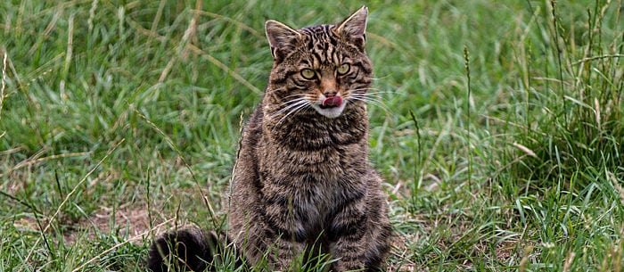 Top 10 Rare Cat Breeds You Never Knew Existed