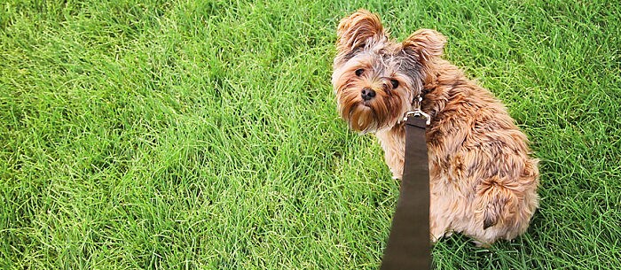 Frequent Urination in Dogs: How Often Should Your Dog Pee?