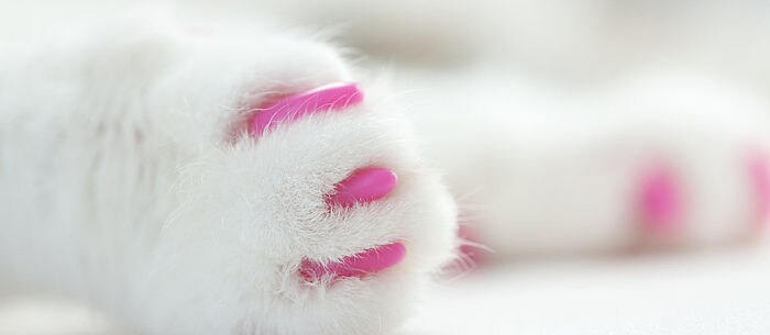 The Best Alternatives to Declawing Cats