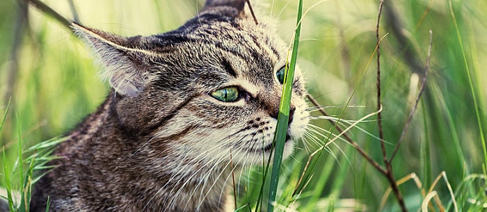 Why Do Cats Eat Grass, and Is It Safe?