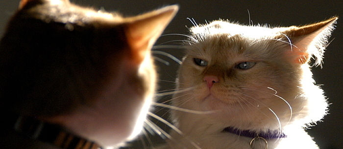 Cat Fight! Causes and Prevention Tips