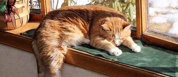 Are Indoor Cats Happy Care Resources