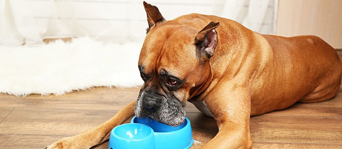 How Much Should I Feed My Dog?: What to Do When Your Dog Is Always Hungry