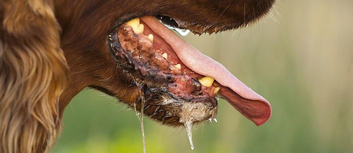 Why Is My Dog Drooling so Much? - Care.com Resources