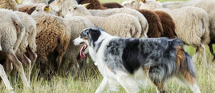 Are Farm Dogs Good House Pets?