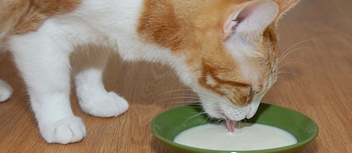 Is Milk Bad for Cats? Why You Should Be Wary of This Treat
