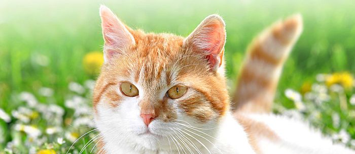 Neutering a Cat: The Benefits and Costs