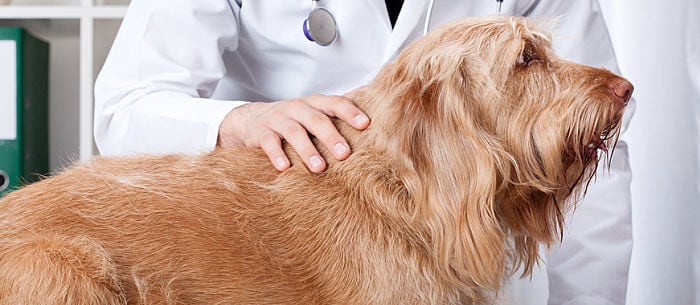 Sarcoma in Dogs: What You Need to Know