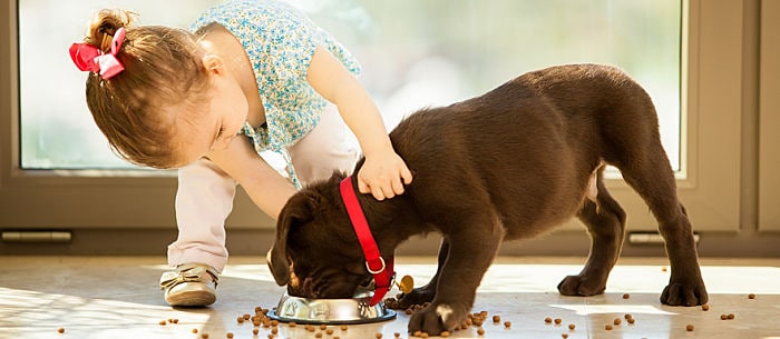 Dog Food Reviews — What’s Best for Your Dog?