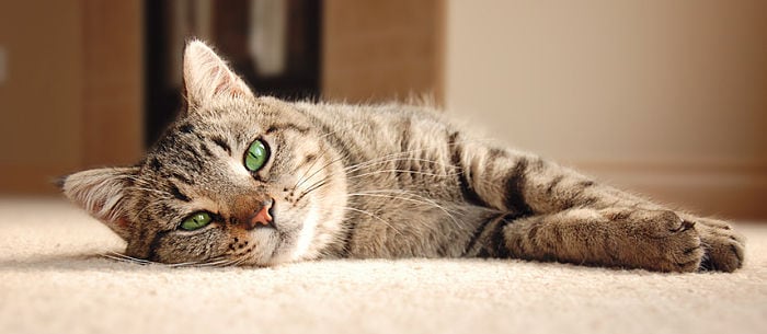 Cat Dander: How to Relieve Your Allergies