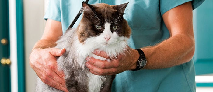 Kidney Failure in Cats: What You Need to Know