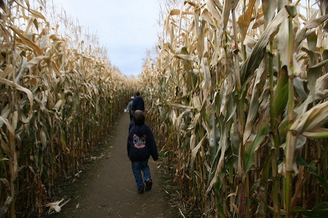 The 10 Best Family-Friendly Corn Mazes Around Boston