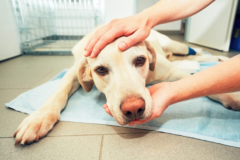 Strokes in dogs: Everything you need to know about symptoms, causes and treatment