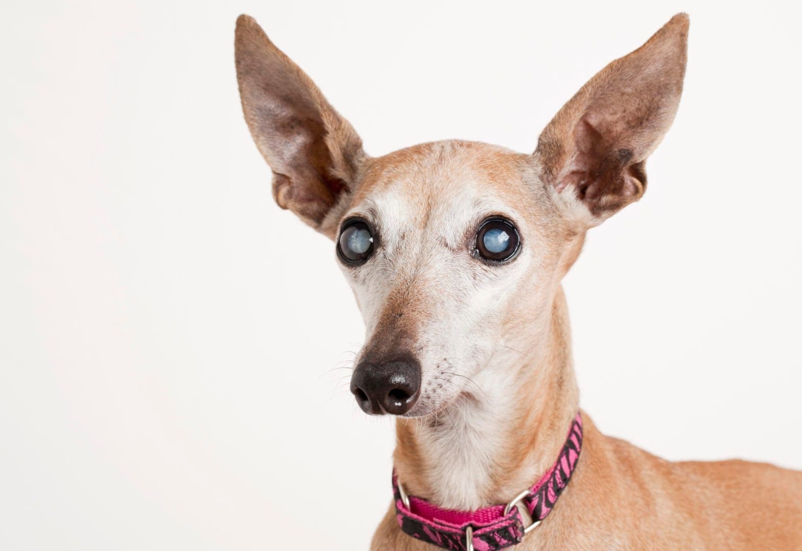 Dog Names That Start With B - Animal Corner
