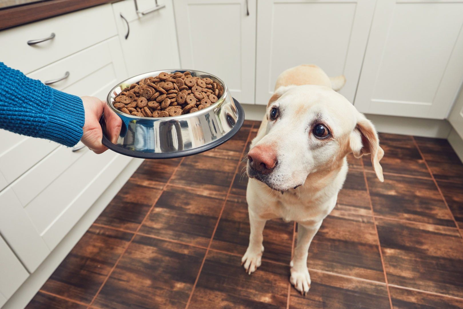 9 expert tips for choosing the right brand of healthy dog food