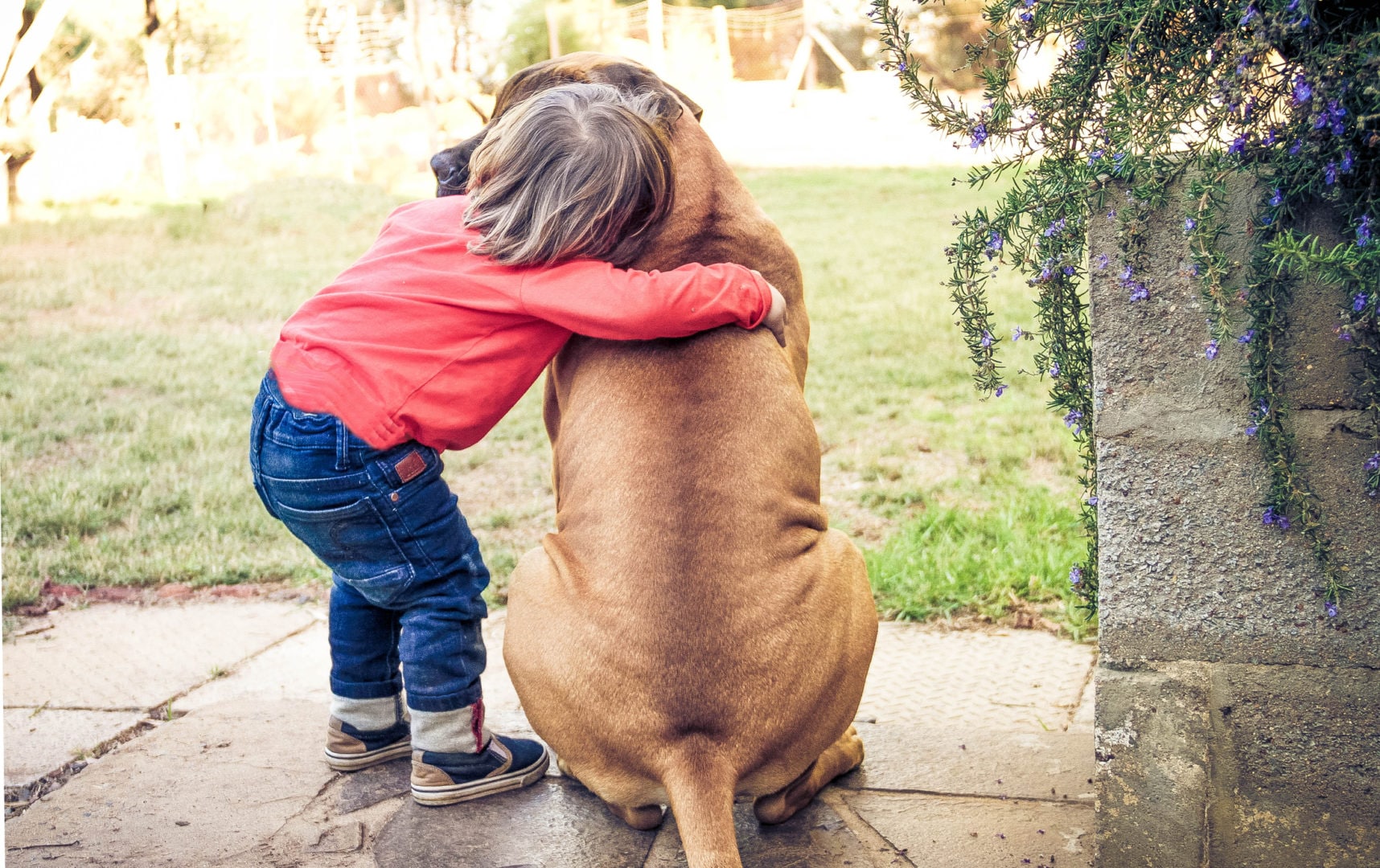 Best family guard dogs: 7 top breeds - Care.com Resources