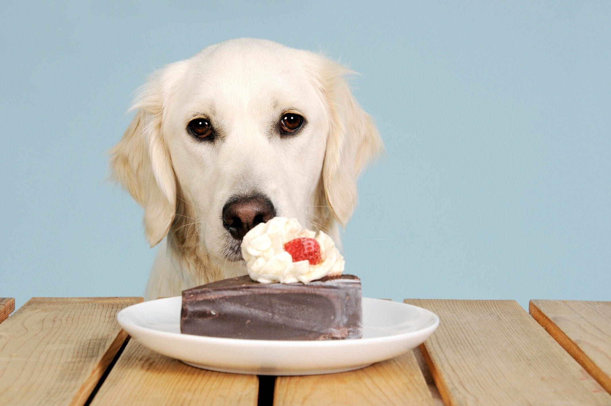 are all chocolate bad for dogs