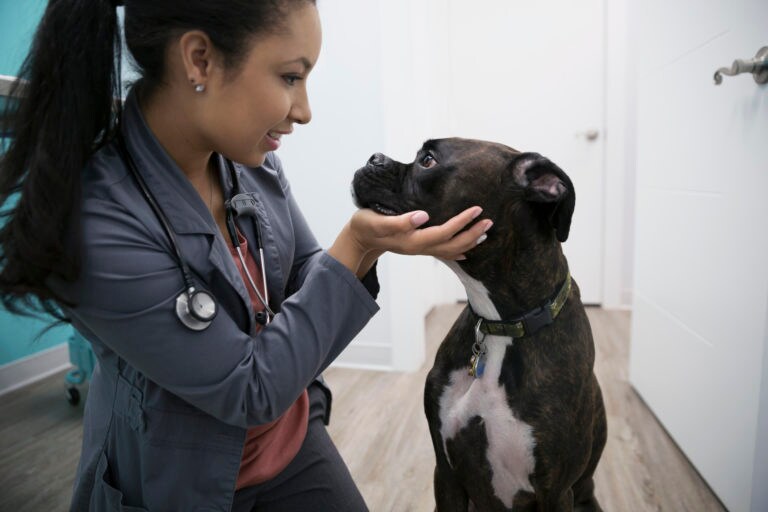 Kidney failure in dogs: What pet owners need to know
