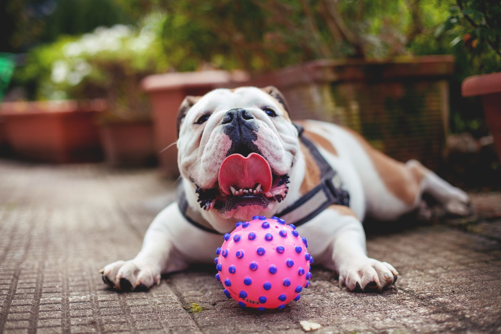 10 medium-sized dog breeds that are great for families