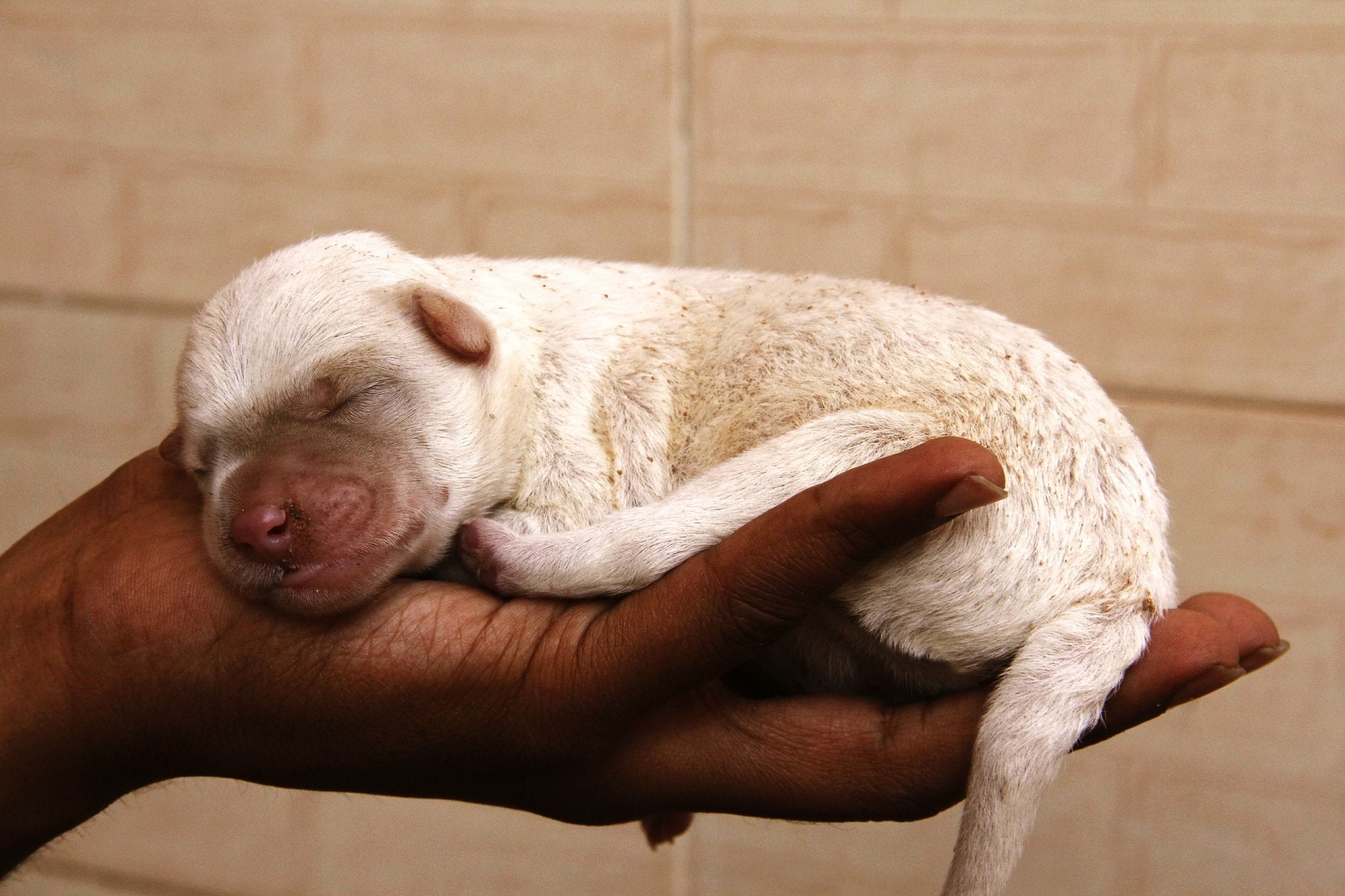 Puppy stages: A week-by-week guide to caring for a newborn puppy