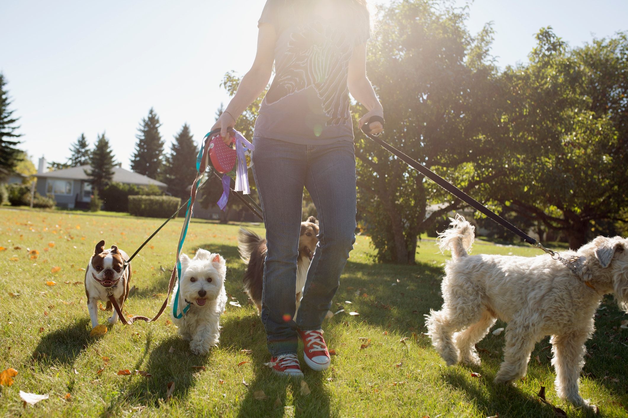 Want to become a dog walker? Follow these expert steps on how to do it