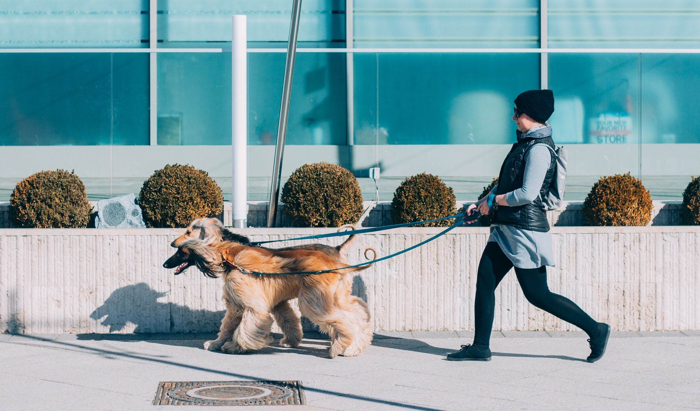 How much do dog walkers make? All the factors to consider