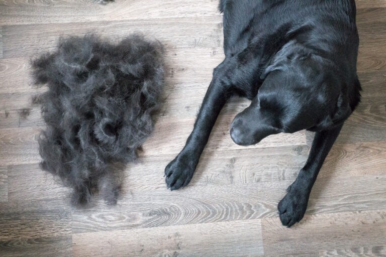 Dog losing hair? Here are potential causes — and how to treat it
