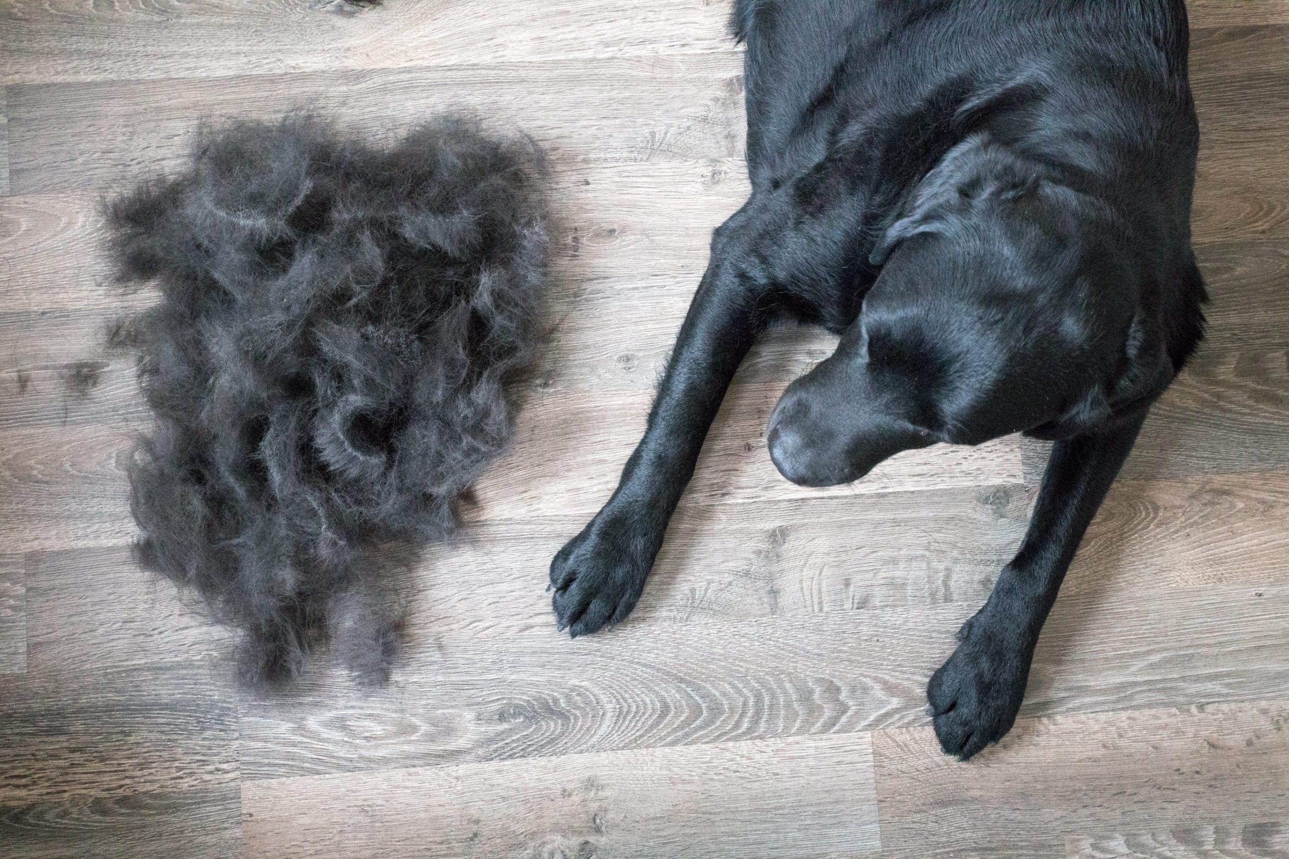 why do dogs lose hair