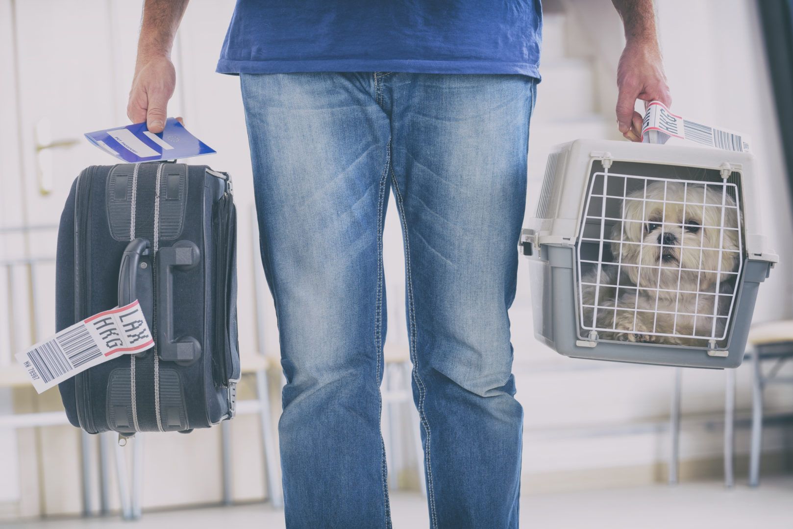 How to fly with a dog: General rules, cost and travel tips