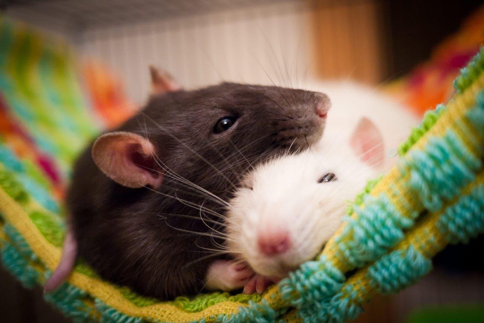 Pet rats: A guide to the surprisingly smart and affectionate rodent