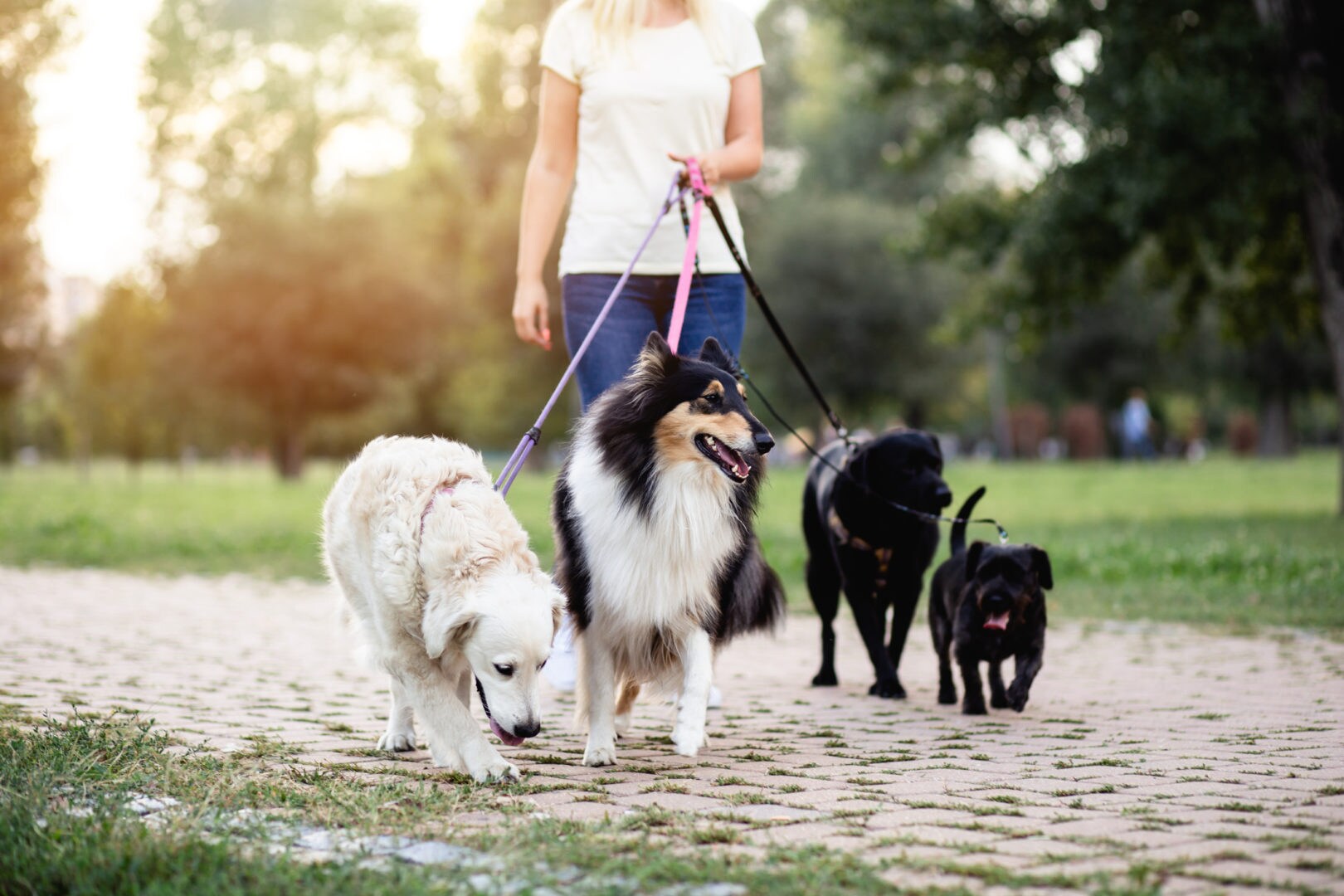 Want to become a dog walker? Follow these steps on how to do it